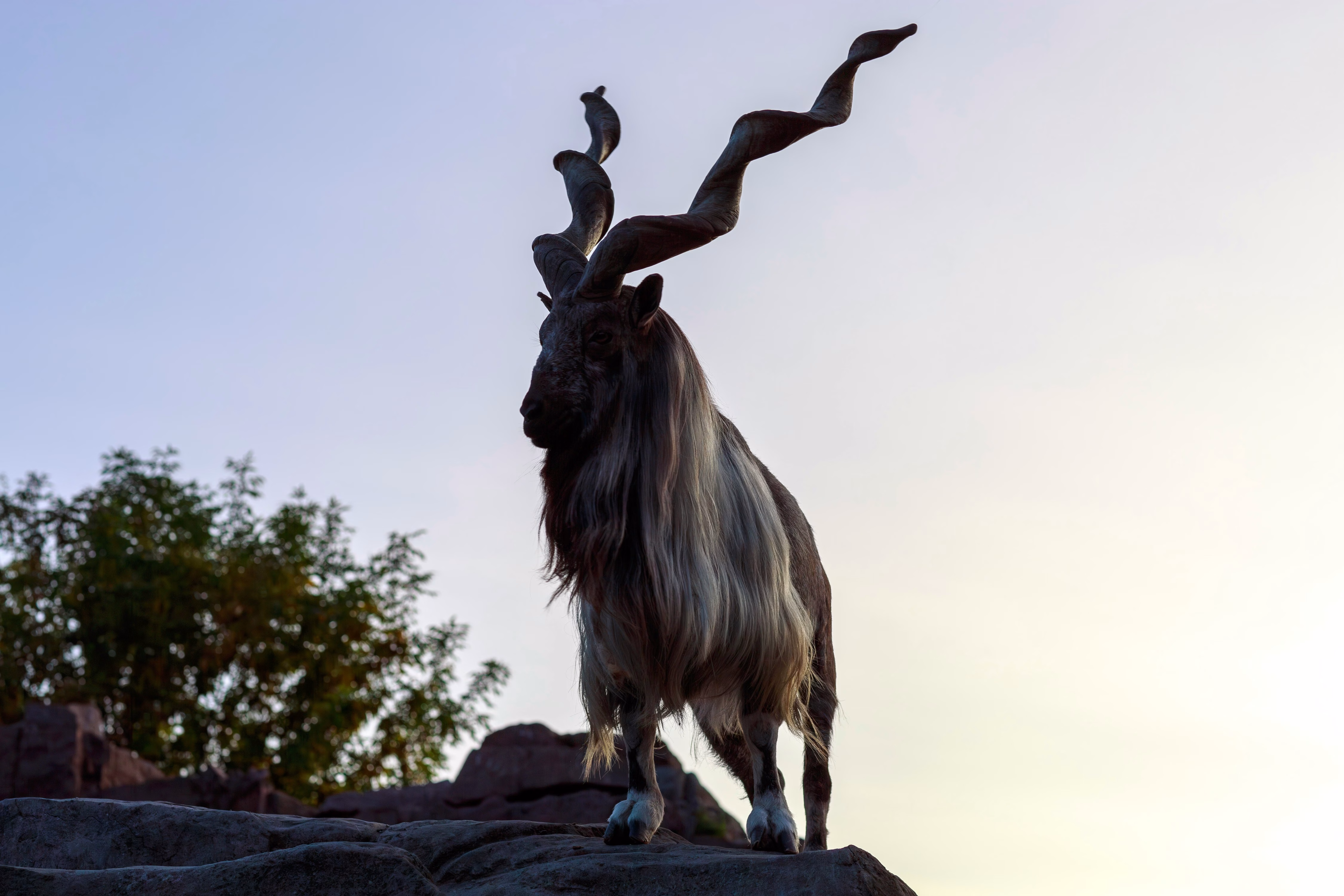 Kashmir Markhor